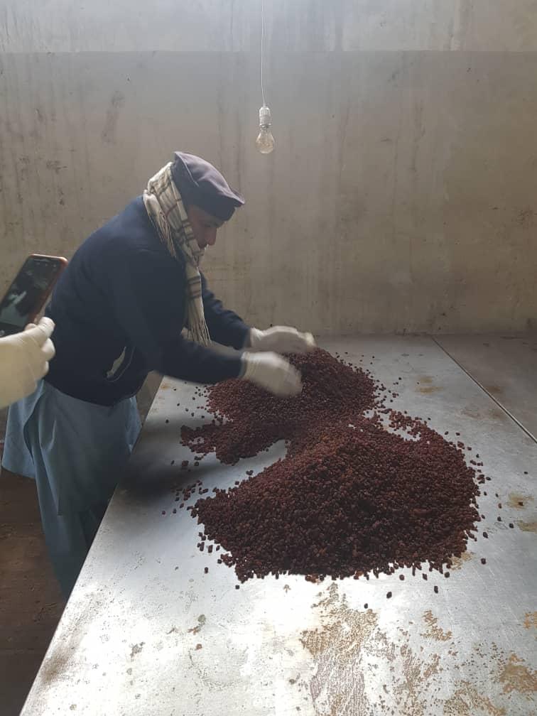 Person Sorting Dried Berries