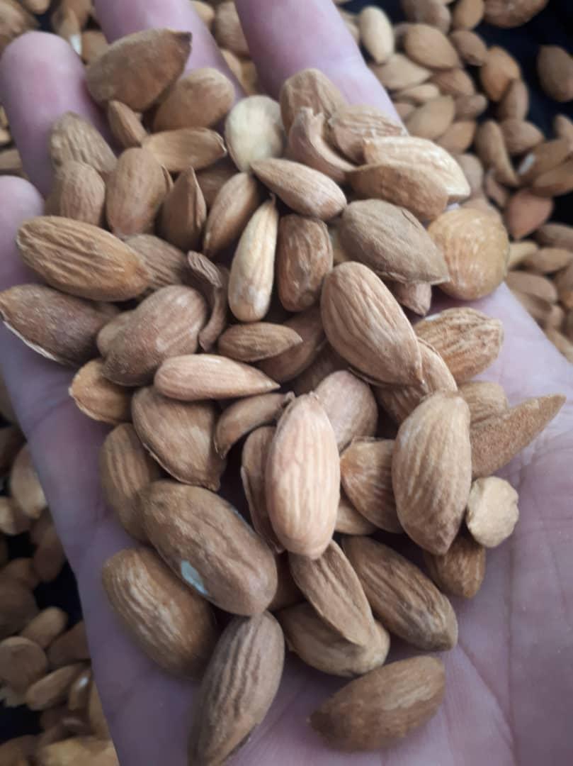 Shelled Almonds In Hand