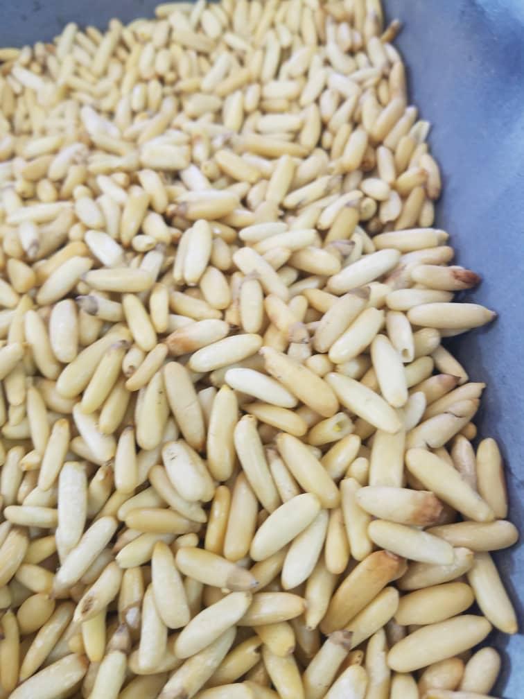 Shelled Pine Nuts 2