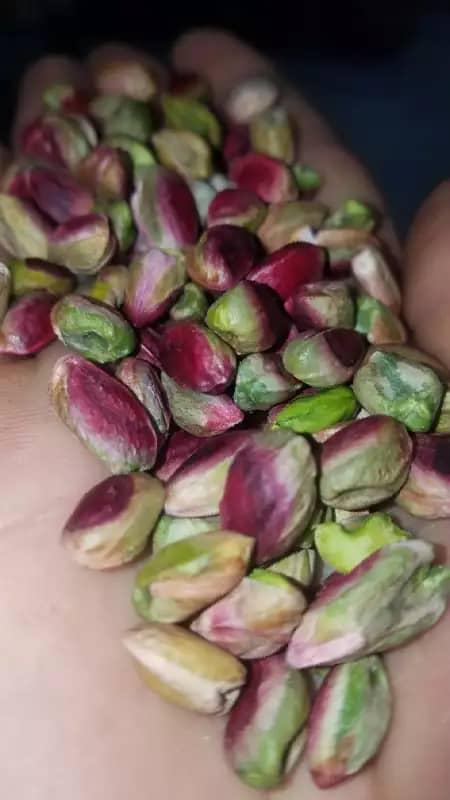 Shelled Pistachios In Hand