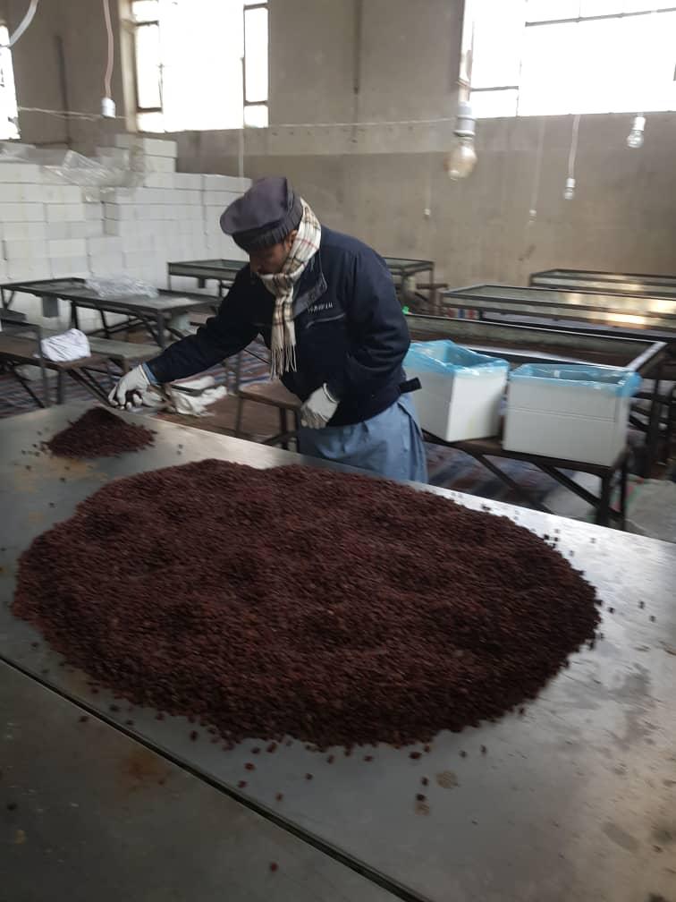 Worker Processing Seeds